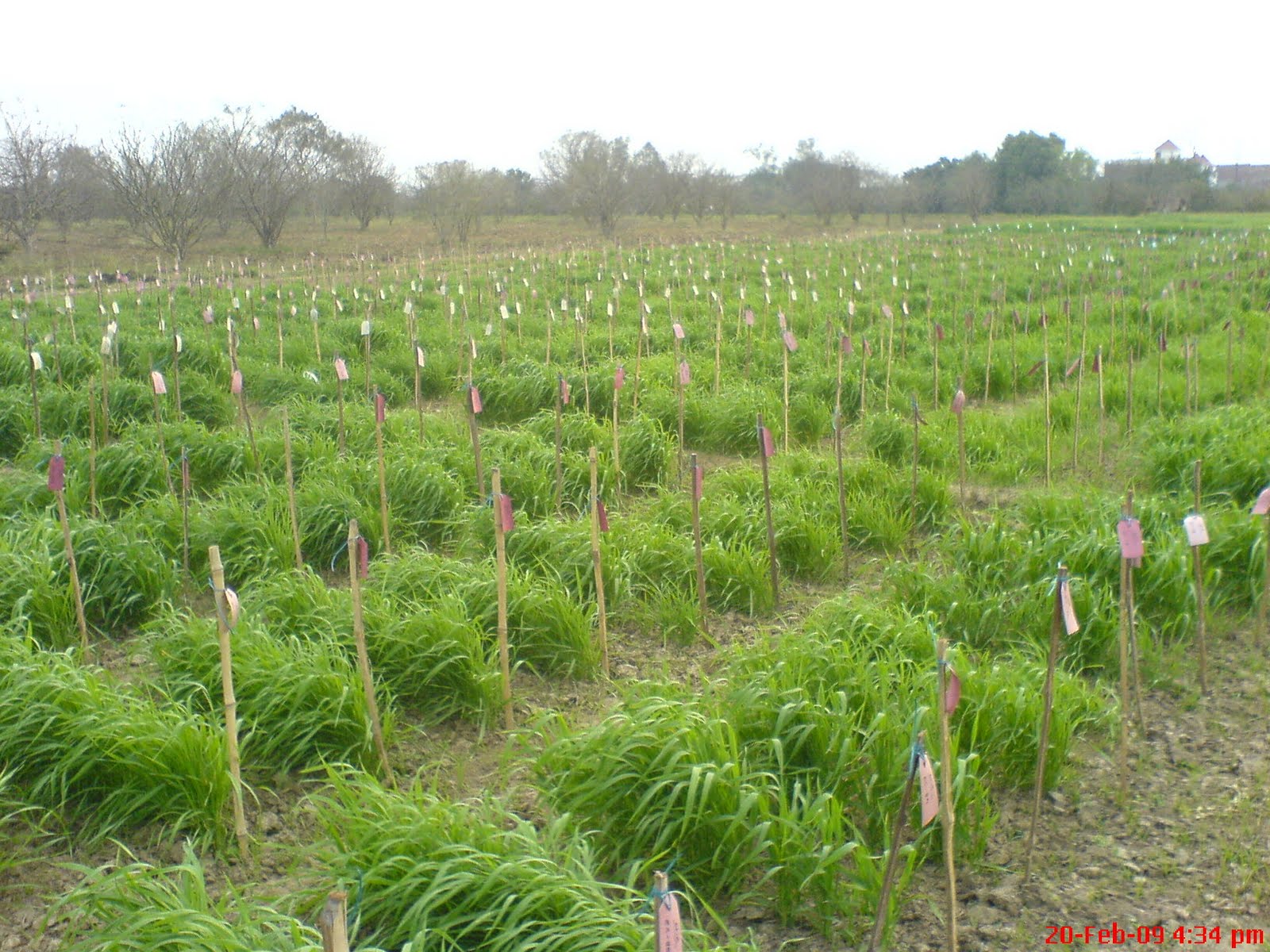 The Development Of Agriculture Agribusiness Pakistan