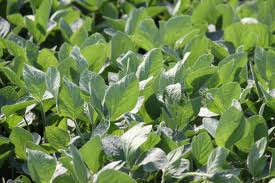 AMERICAN SOYBEAN ASSN OPPOSES ADDITIONAL STUDIES ON 2,4-D RESISTANT CROPS