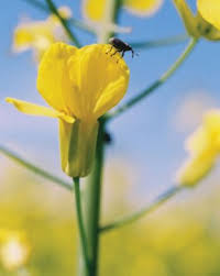 POST-PLANTING WEATHER COULD DECIDE INSECT THREAT, PURDUE SPECIALIST SAYS