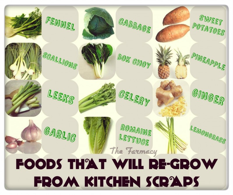 16 Foods That Will Re-Grow From Kitchen Scraps