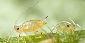 Using Their Genes Against Them: Fighting Insect Pests with Genetic Targeting