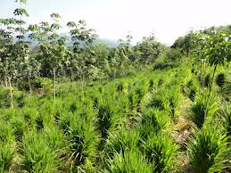 Fodder Seed Production