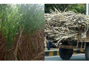 Minimum purchase price of sugarcane fixed at Rs 170 per 40kg