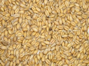 Punjab has sufficient wheat stocks