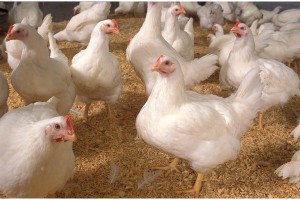 Government committed to resolving poultry industry issues