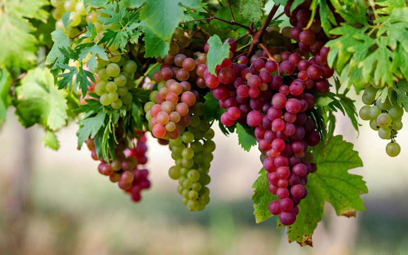 Production of Grapes in paksitan
