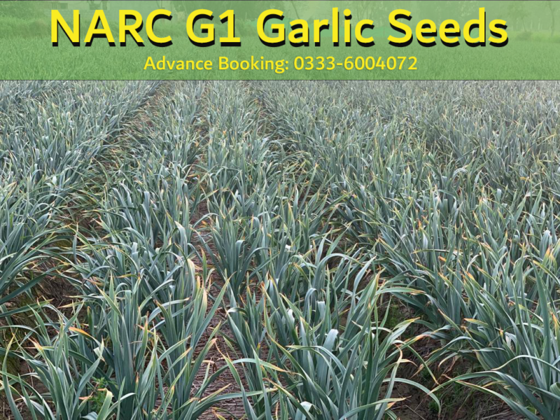 Narc g1 garlic seed price today in Pakistan