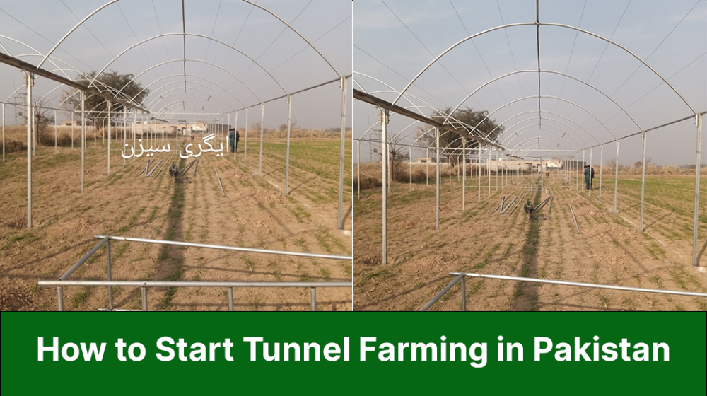 walking tunnel farming
