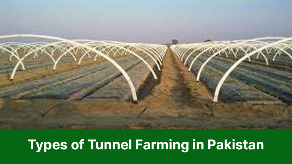types of tunnel farming