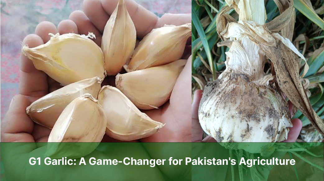 G1 Garlic: A Game-Changer for Pakistan’s Agriculture