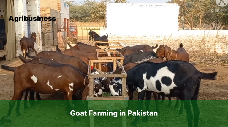 goat farming business plan in pakistan in urdu pdf