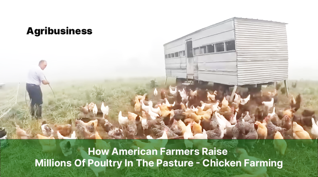 How American Farmers Raise Millions Of Poultry In The Pasture Chicken Farming Agribusiness 