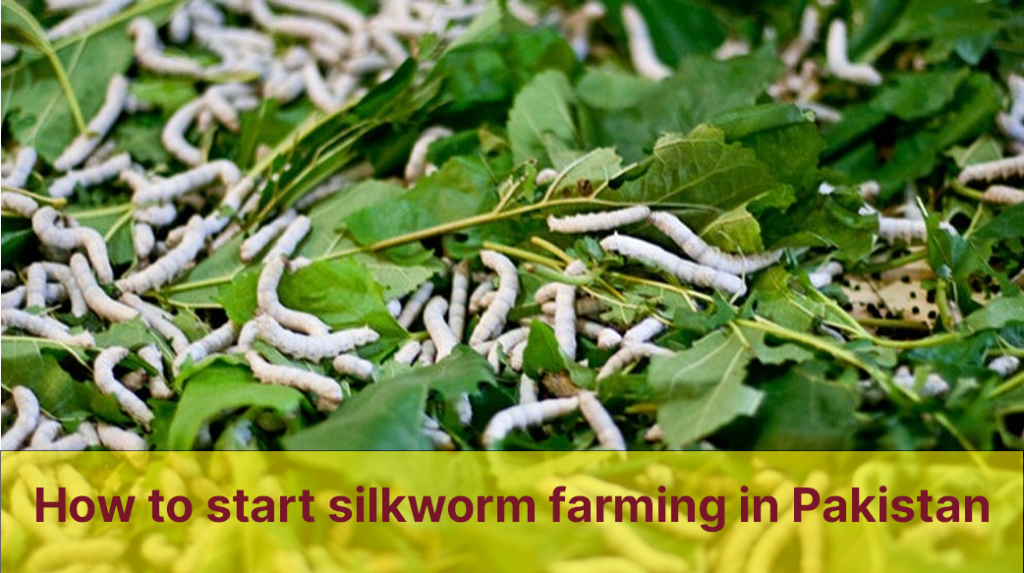 Silkworm Farming in Pakistan | Silk farming profit per acre