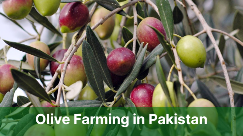 Olive Farming in Pakistan: A Comprehensive Guide to Successful ...