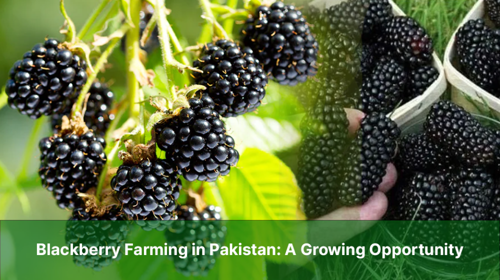 Blackberry Farming