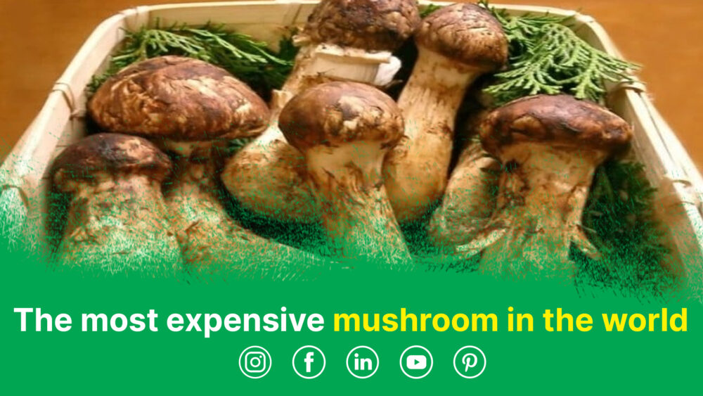 The most expensive mushroom in the world, Matsutake mushrooms