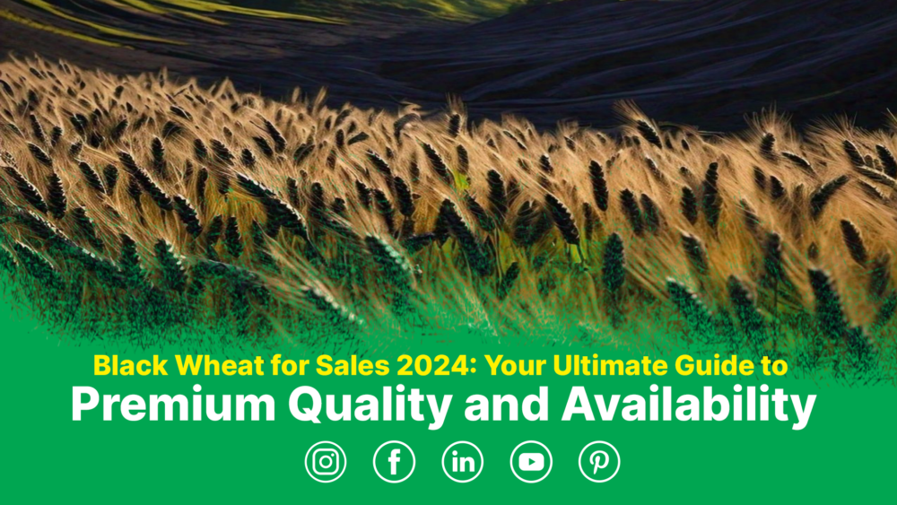 Black Wheat for Sales 2024