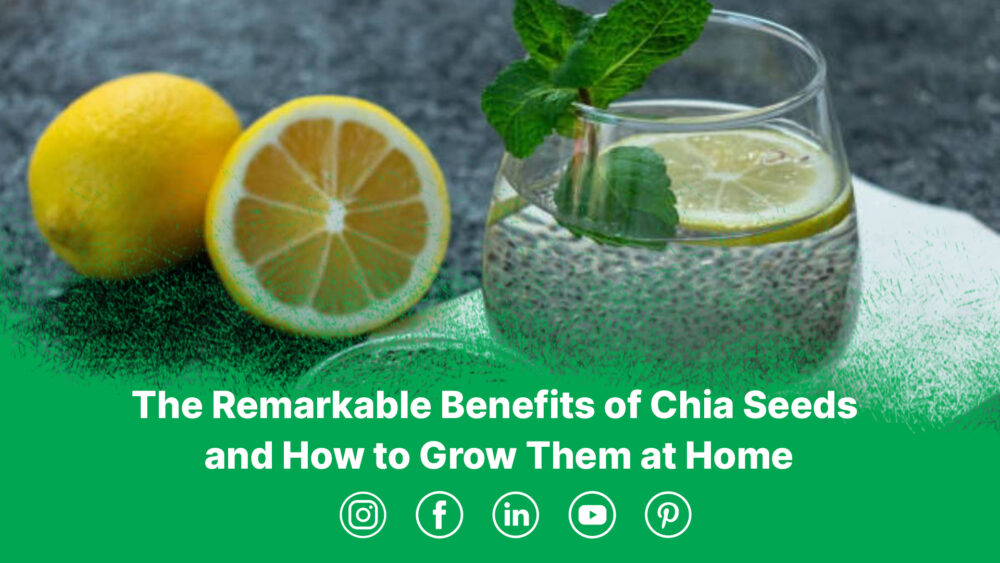 The Remarkable Benefits of Chia Seeds