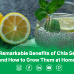 The Remarkable Benefits of Chia Seeds