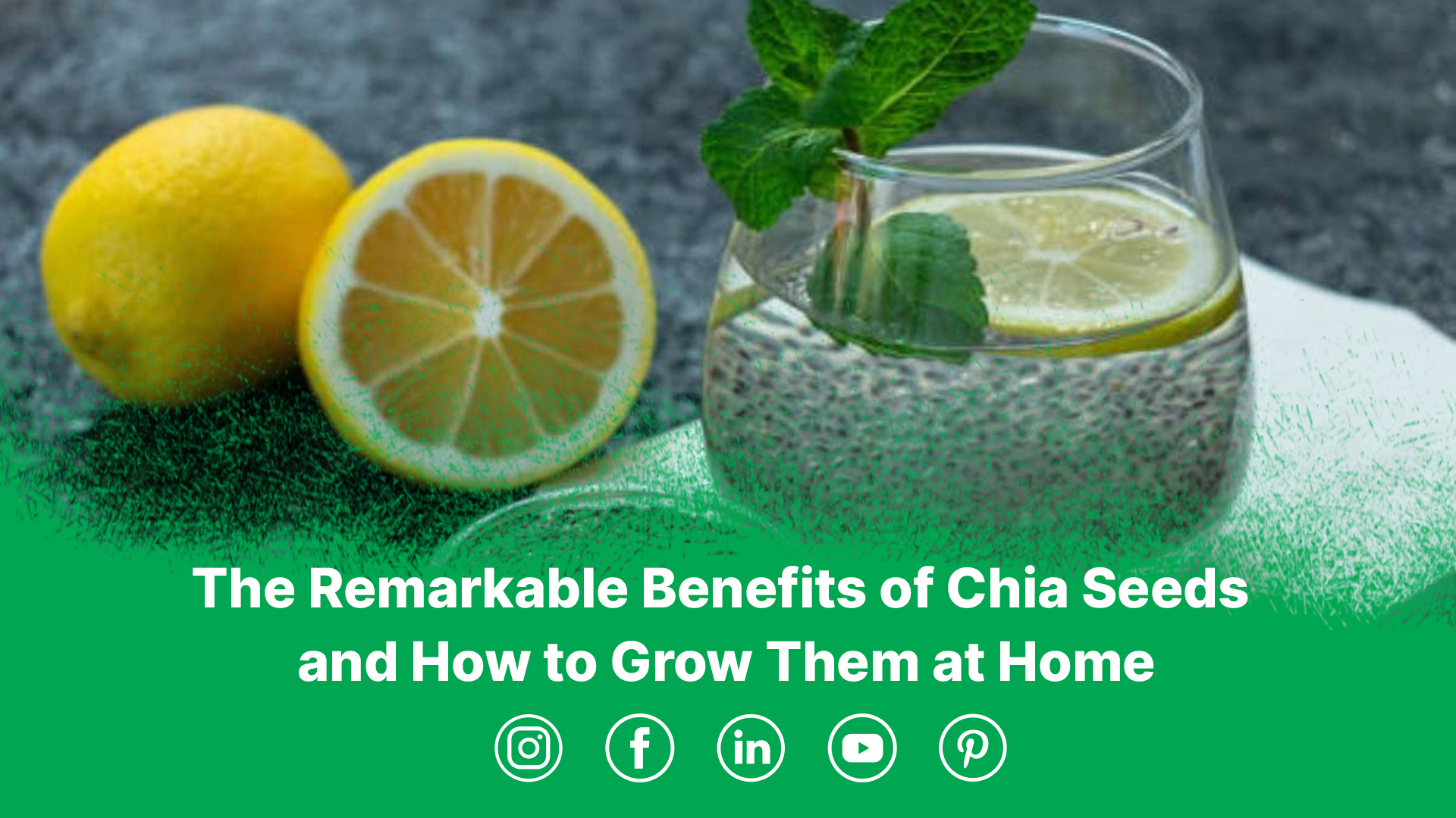 The Remarkable Benefits of Chia Seeds and How to Grow Them at Home