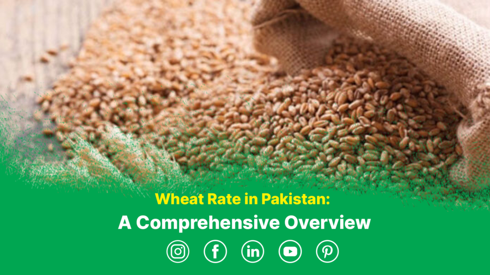 wheat rate in pakistan