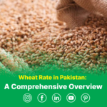 wheat rate in pakistan